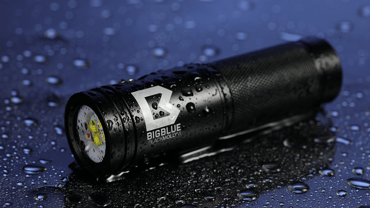 Bigblue - Black Molly VI - Tri Color