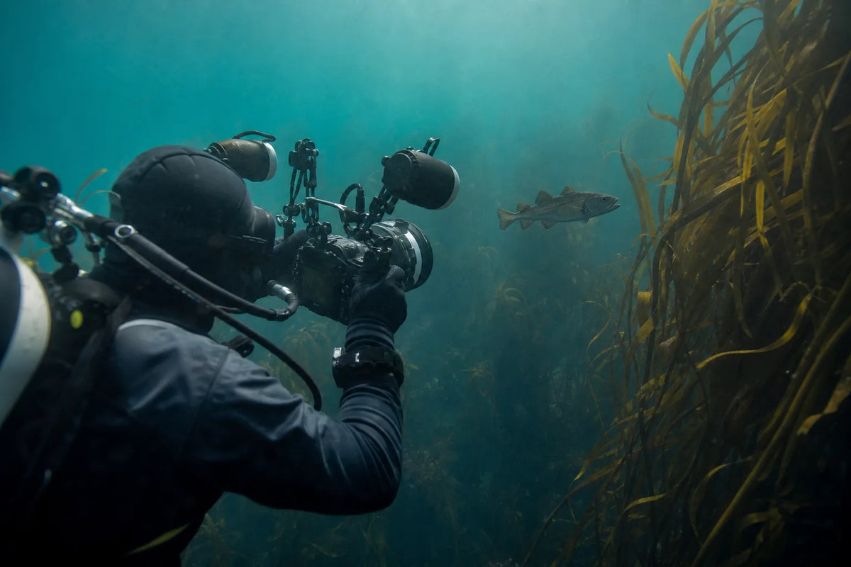 Undervandsfotograf fotograferer en fisk ved en tangskov