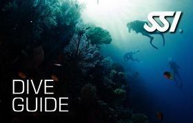 SSI Dive Guide ( privat undervisning )